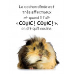 Les animaux de compagnie Album - Книга на френски език Les animaux de compagnie Album - Книга на френски език