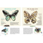 Papillons de A à Z 